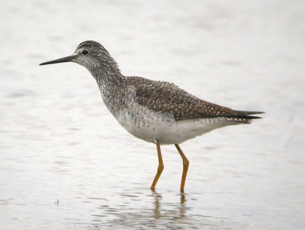 Lesser Yellowlegs