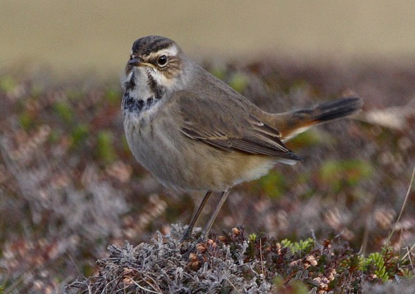 Bluethroat