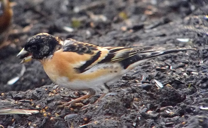 Brambling