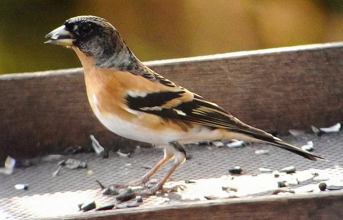 Brambling