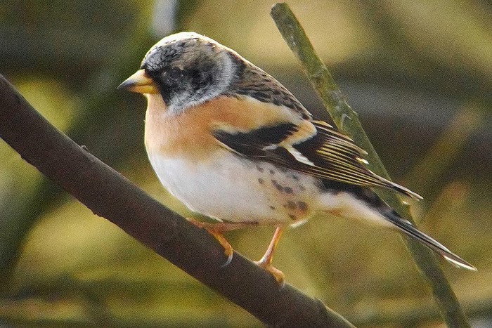 Brambling
