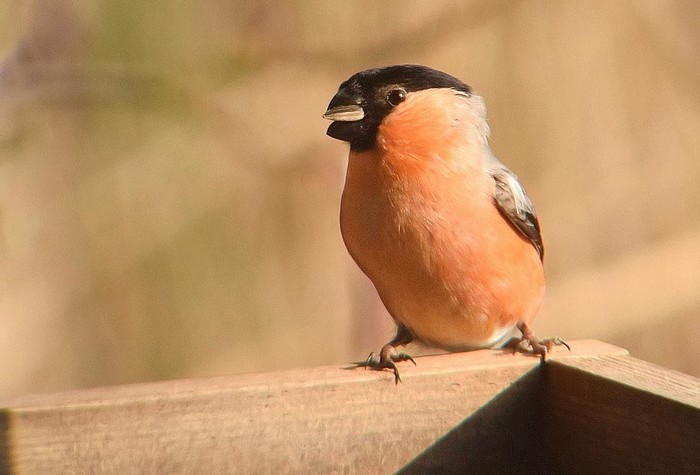 Bullfinch