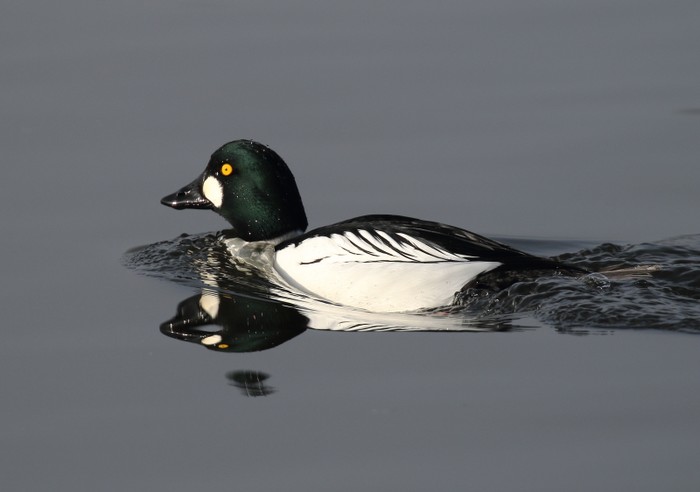 Goldeneye