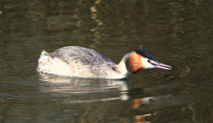 Great Crested Grebe