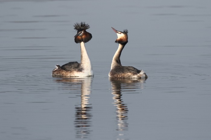 Great Crested Grebe