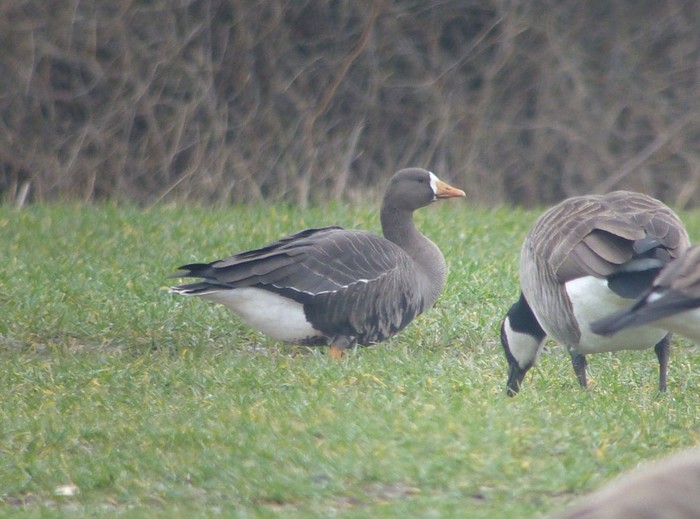 Greenland White-fronted Goose