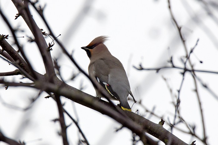 Waxwing