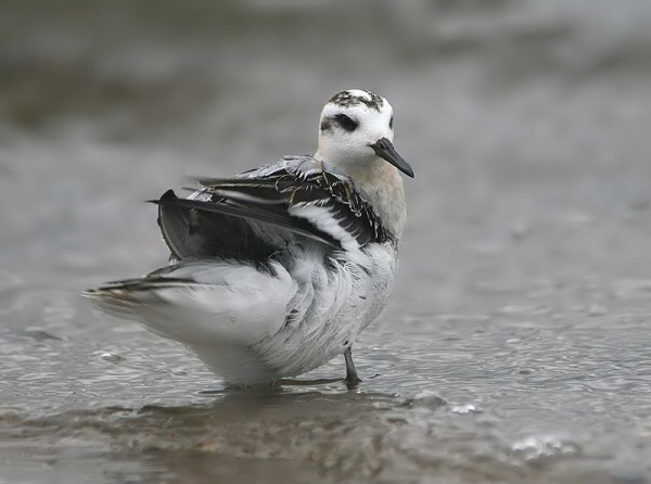 Grey Phalarope