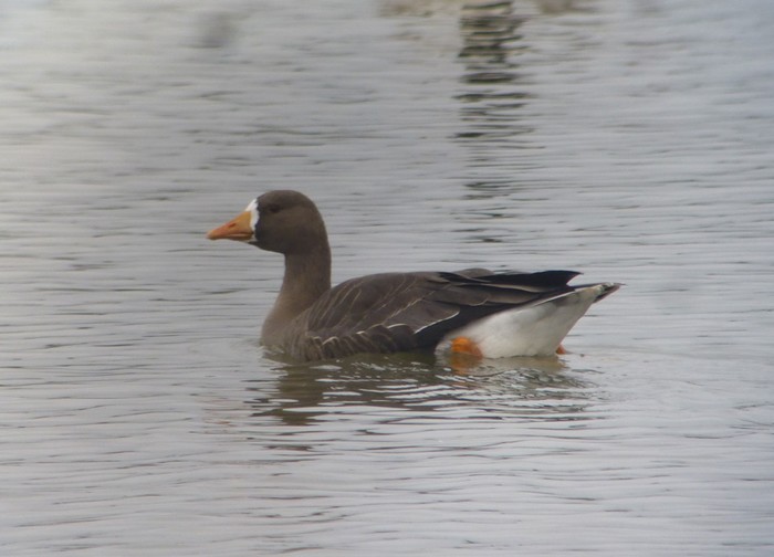 Greenland White-fronted Goose