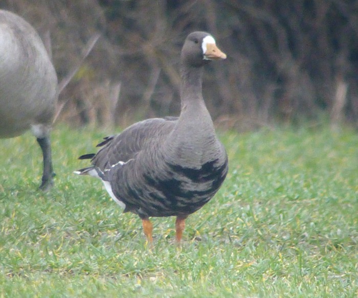 Greenland White-fronted Goose