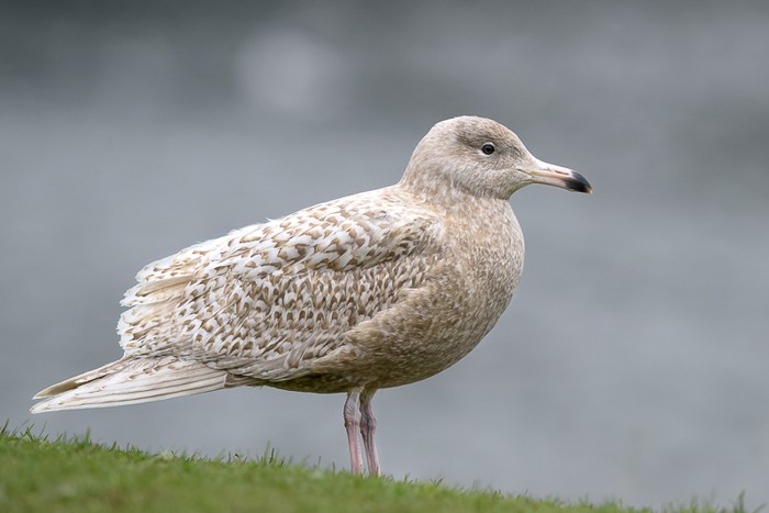 Glaucous Gull