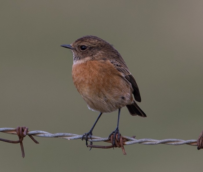 Stonechat