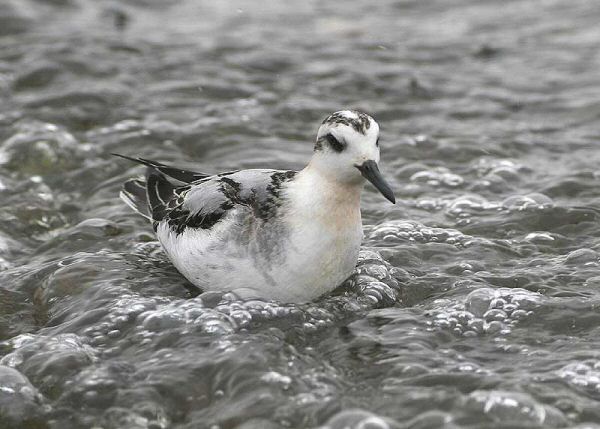 Grey Phalarope