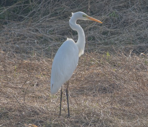 Great White Egret