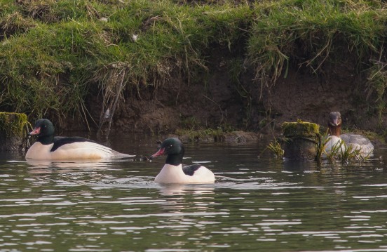 Goosander