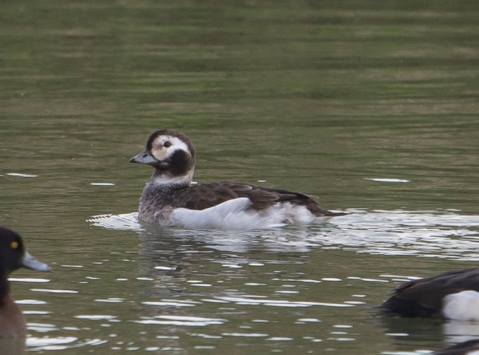 Long-tailed Duck