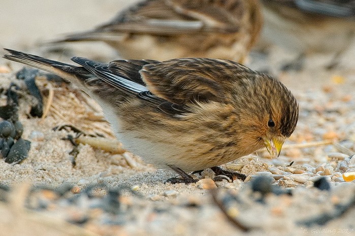 Twite