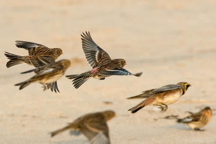 Twite