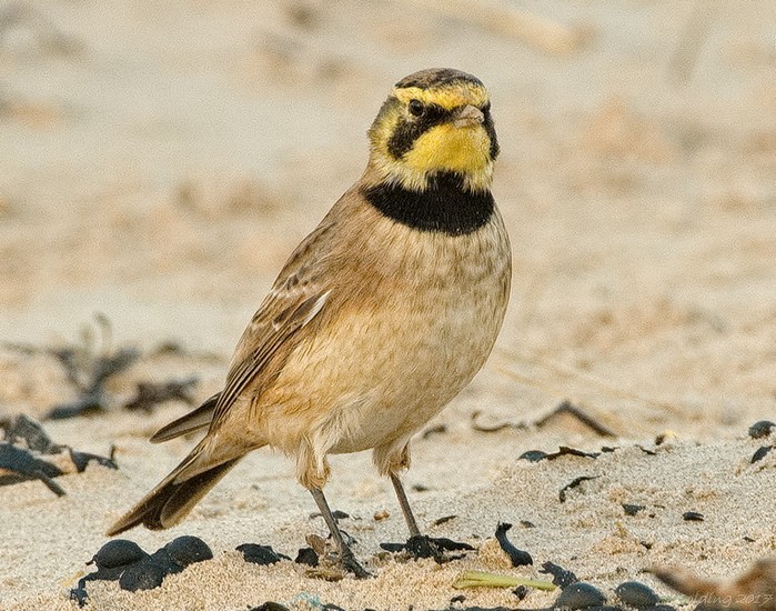 Shorelark