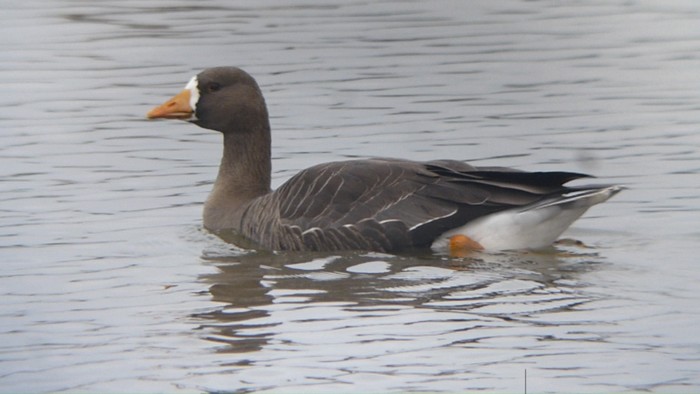 Greenland White-fronted Goose