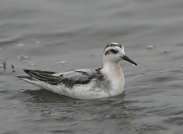 Grey Phalarope