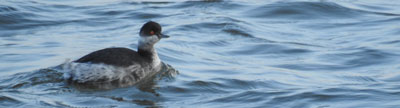 Black-necked Grebe