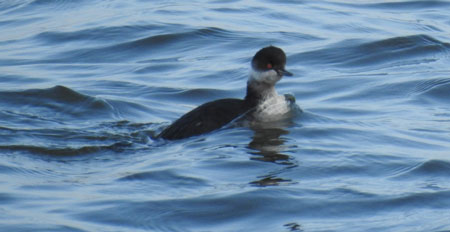 Black-necked Grebe