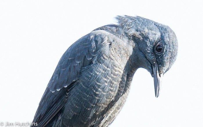 Blue Rock Thrush