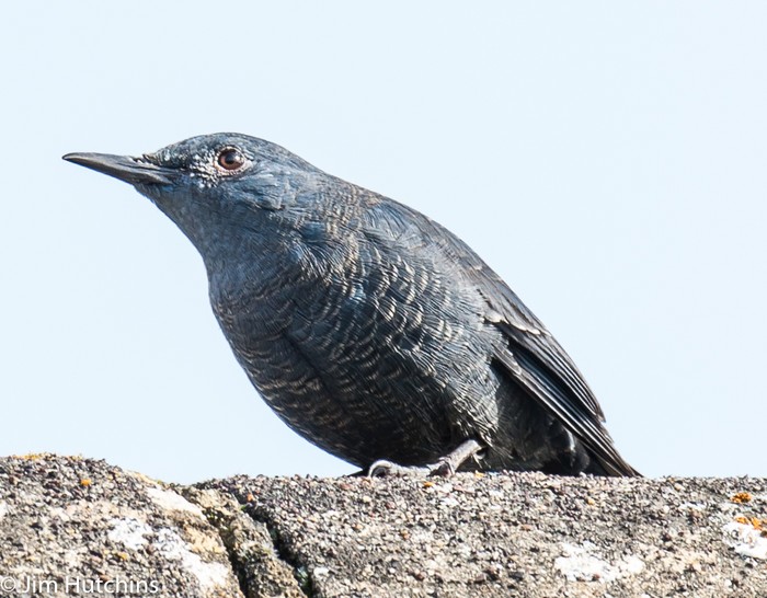Blue Rock Thrush