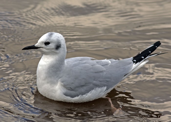 Bonaparte's Gull