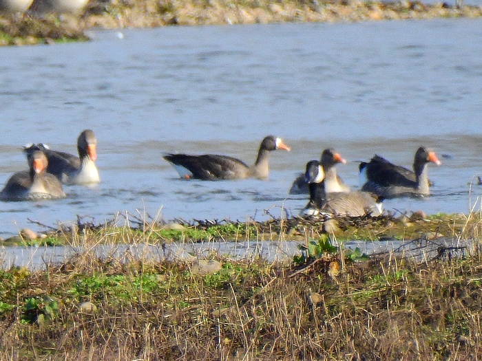 Greenland White-fronted Goose