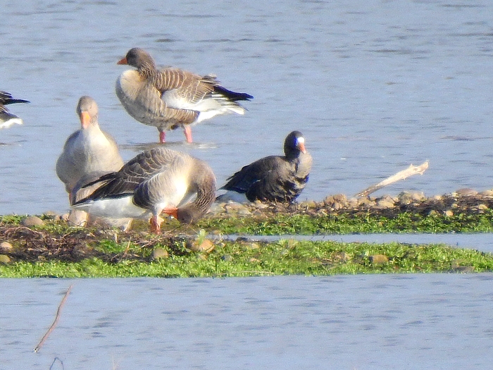 Greenland White-fronted Goose