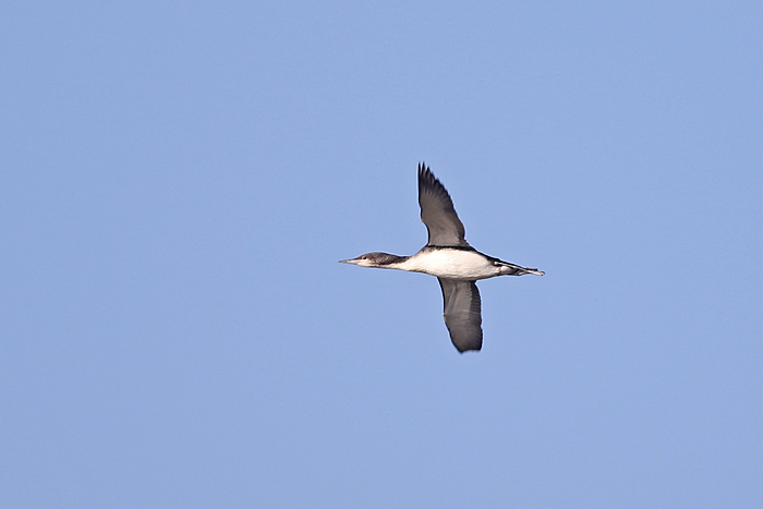 Pacific Diver