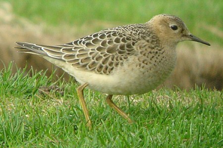 Buff-breasted Sandpiper