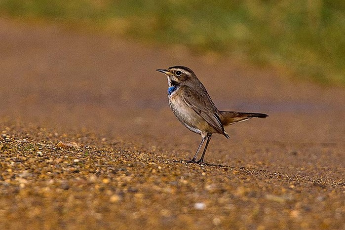 Bluethroat