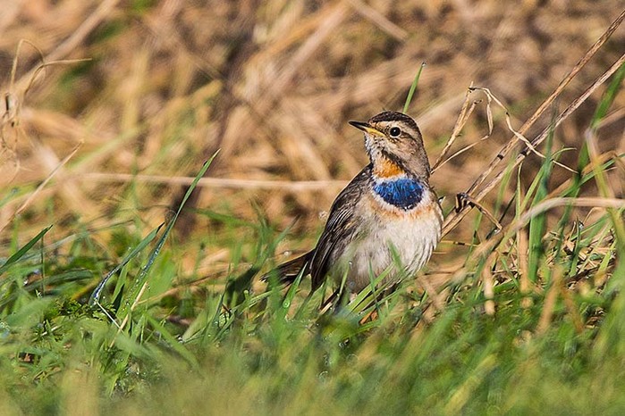 Bluethroat
