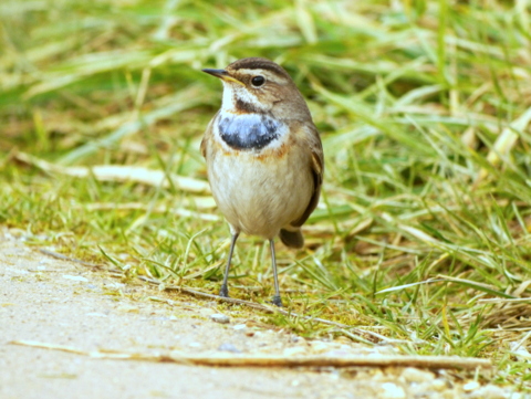 Bluethroat