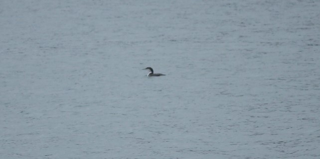 Great Northern Diver