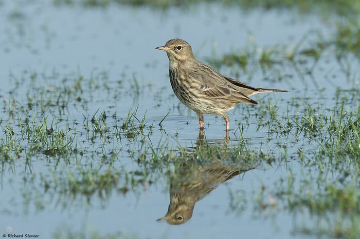 Scandinavian Rock Pipit