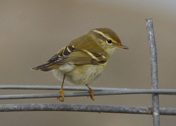 Yellow-browed Warbler