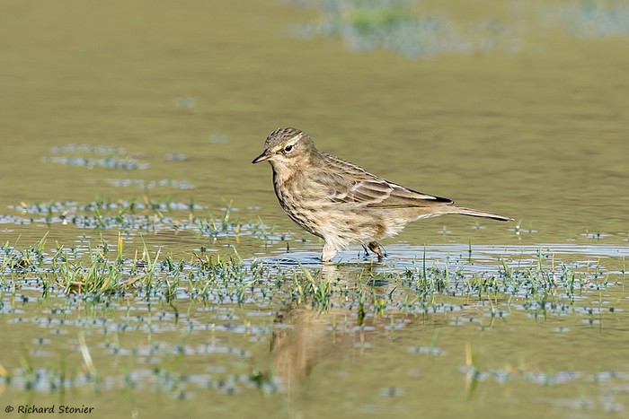 Scandinavian Rock Pipit