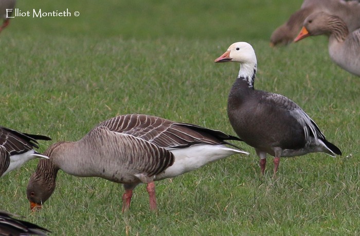 Lesser Snow Goose