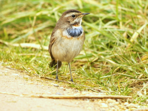 Bluethroat