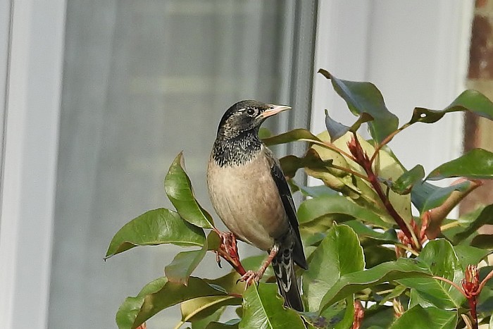 Rose-coloured Starling