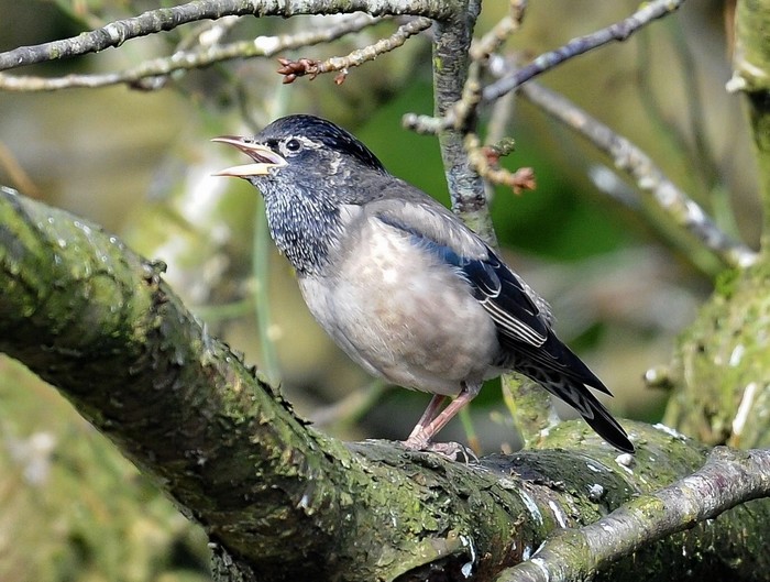Rose-coloured Starling