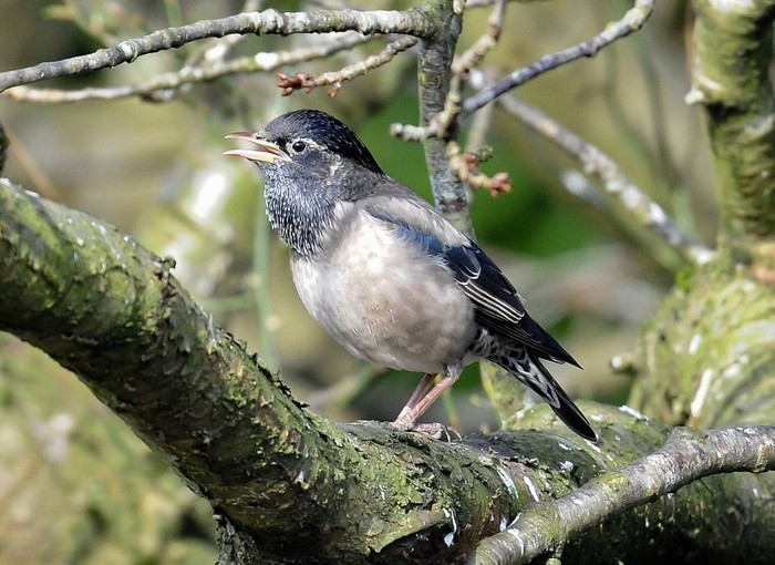 Rose-coloured Starling