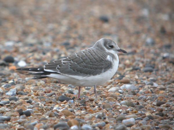Sabine's Gull