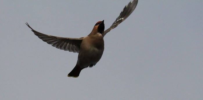 Waxwing