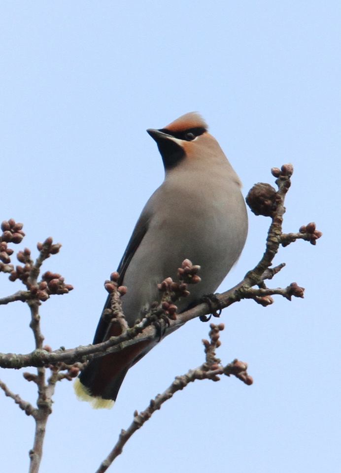 Waxwing