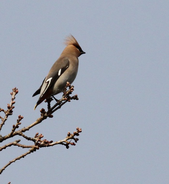 Waxwing